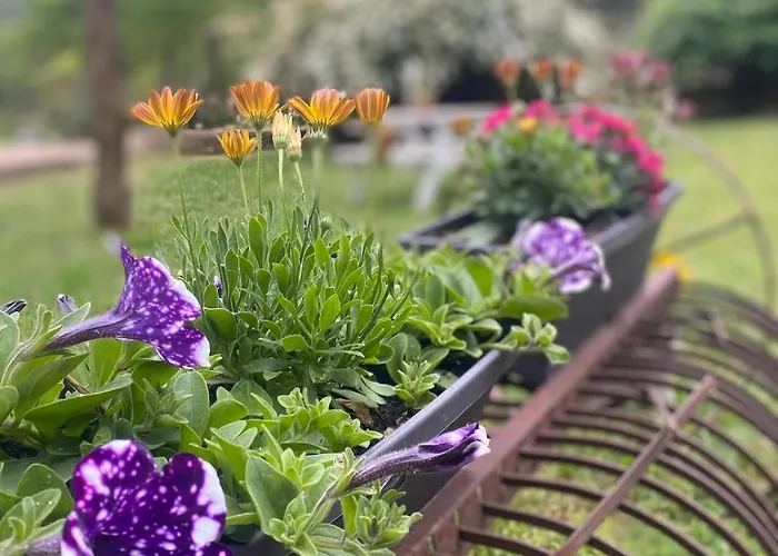 Azalee Molieres-sur-Ceze